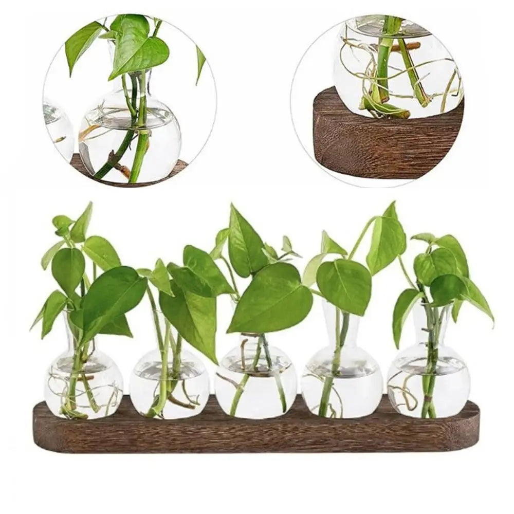 Glass Planter Bulb Propagation Station with Wooden Tray