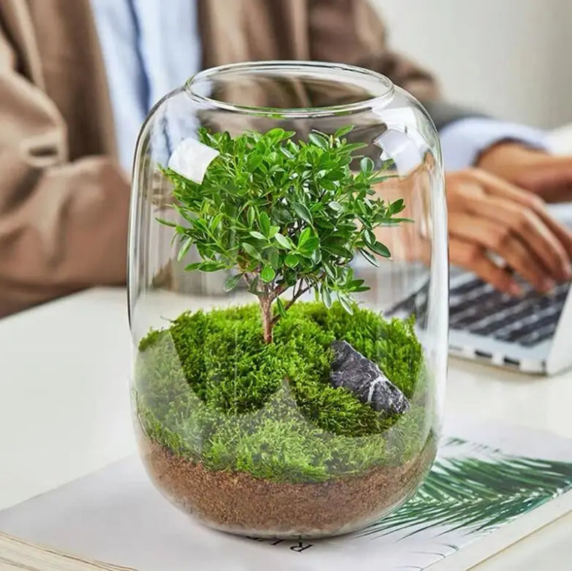 Glass Terrarium for Micro Landscapes and Indoor Gardens