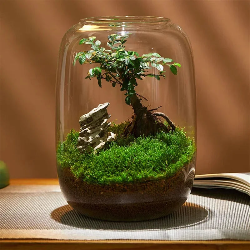 Glass Terrarium for Micro Landscapes and Indoor Gardens