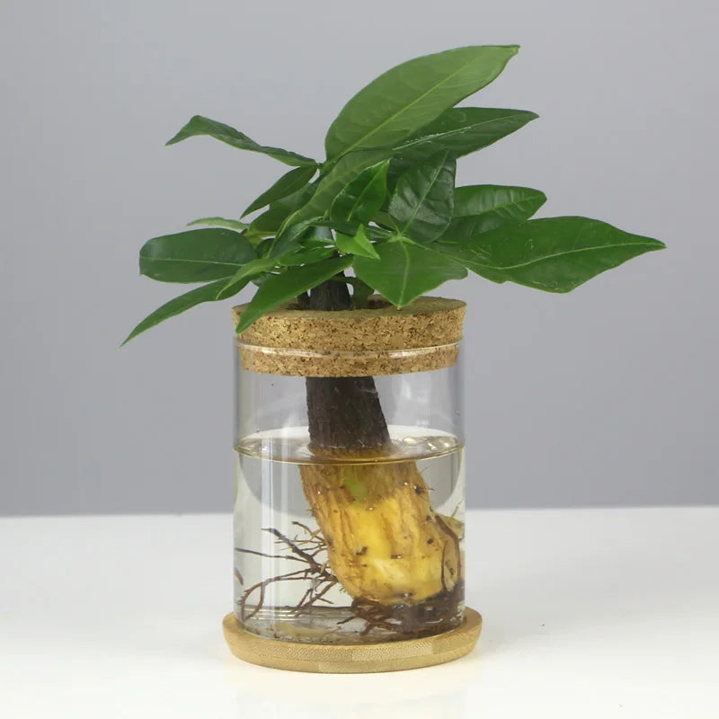 Glass Soilless Propagation Vase with Cork Lid