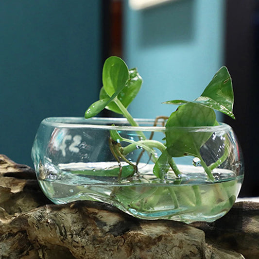 Driftwood Terrarium Bowl