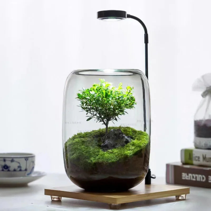 Glass Terrarium for Micro Landscapes and Indoor Gardens