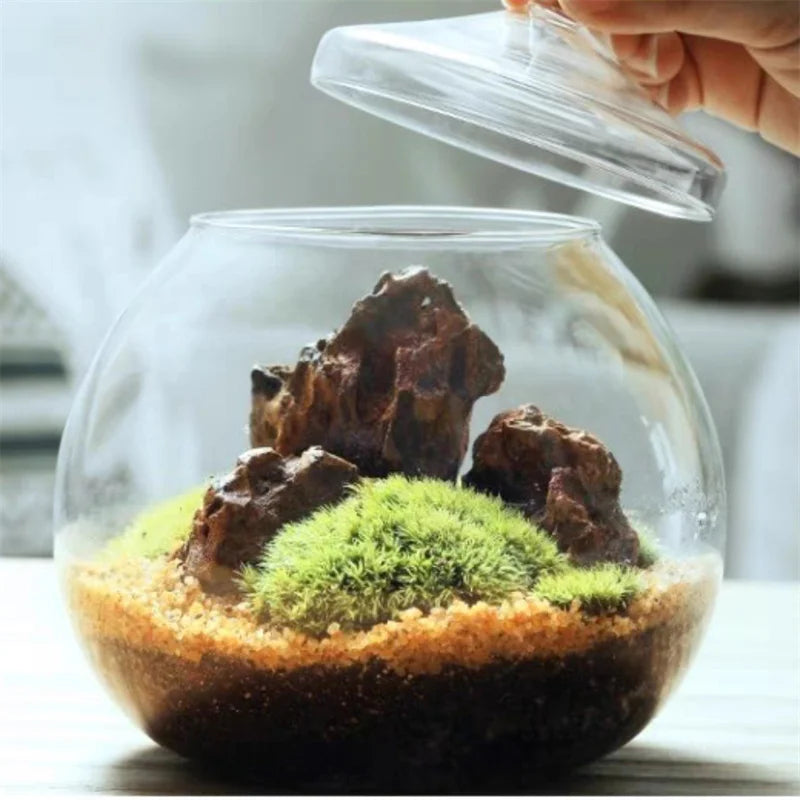 Micro Landscape Moss Bryophyte Ball Shape Glass Vase with Lid Fresh Green Moss Bottle Glass Terrarium Bonsai Desktop Decoration