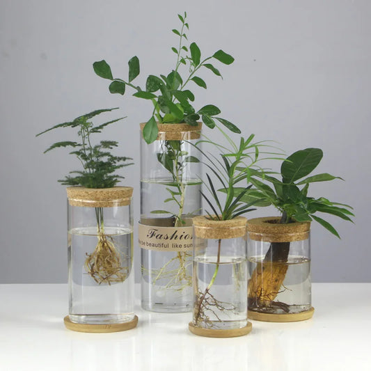 Glass Soilless Propagation Vase with Cork Lid