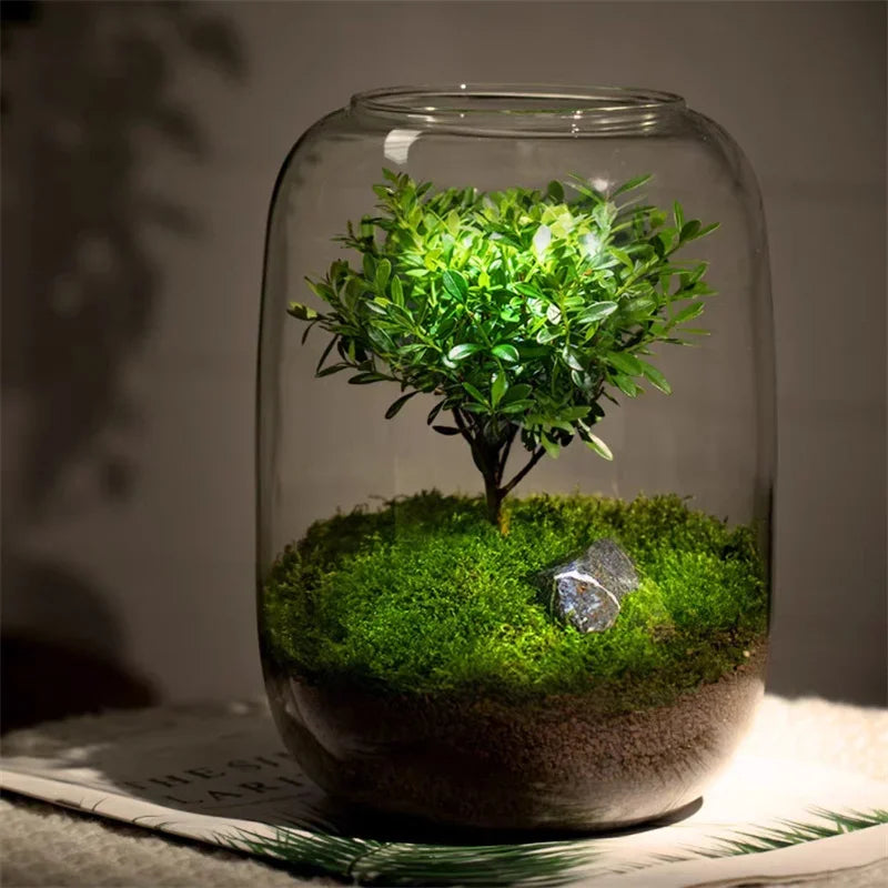 Glass Terrarium for Micro Landscapes and Indoor Gardens